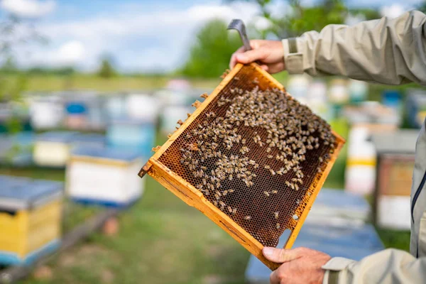 Dřevěný Rám Úlu Držící Rukou Včelařský Držák Medem — Stock fotografie