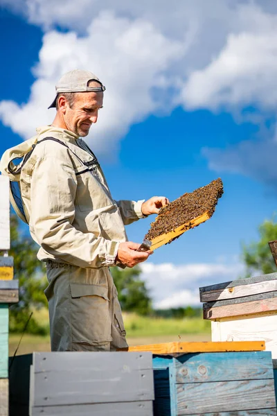 Biologische Honingteelt Honingraat Vol Bijen — Stockfoto
