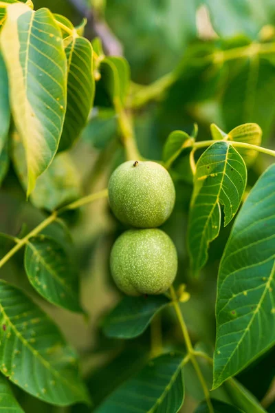 Albero Wallnuts Verde Con Foglie Alimenti Biologici Che Crescono Sull — Foto Stock