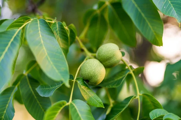 Organic food growing on the tree. Tree green wallnuts with leaves.