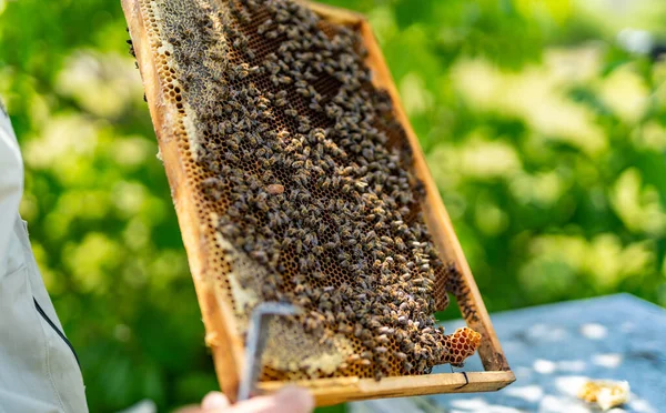 Molduras Colmeia Madeira Com Abelhas Apiário Para Produção Mel Verão — Fotografia de Stock