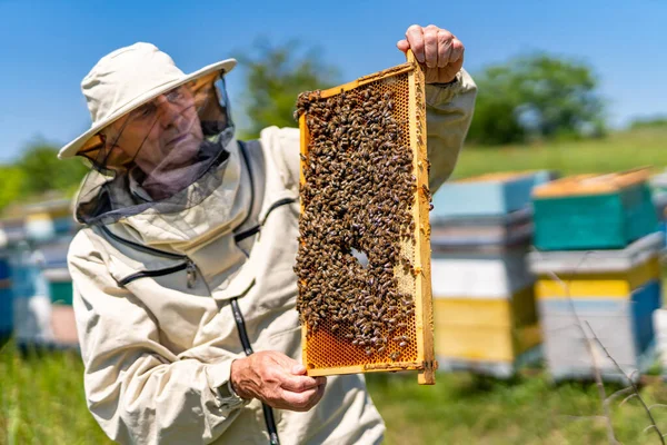 Miele Allevamento Bell Uomo Apicoltura Apiarista Che Lavora Con Favi — Foto Stock