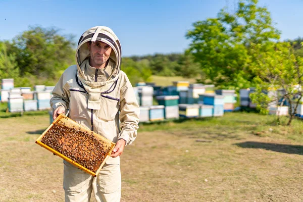 木製の蜂のフレームを持つ男性養蜂家 防護服を着たハンサムな男が蜂蜜を収穫 — ストック写真