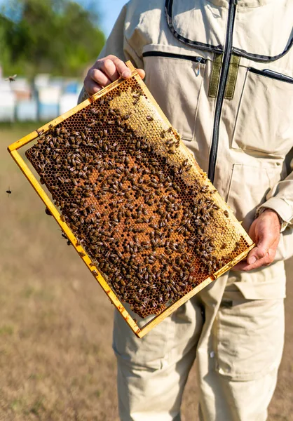 Imkerei Sommer Holzrahmen Für Bienenstöcke Mit Insekten — Stockfoto