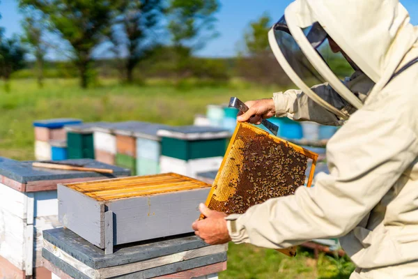 昆虫在木制框架上手牵着手 服装概念中的养蜂人 — 图库照片