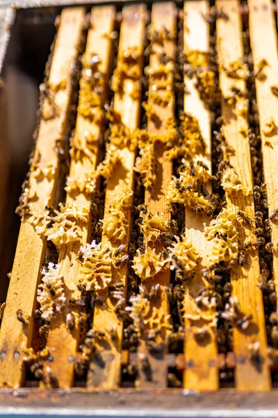 Wooden beehive frame with insects. Summer honey beekeeping frames.