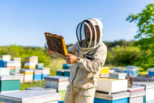 甘い蜂蜜を栽培するハニカム 保護衣装の養蜂家 — ストック写真