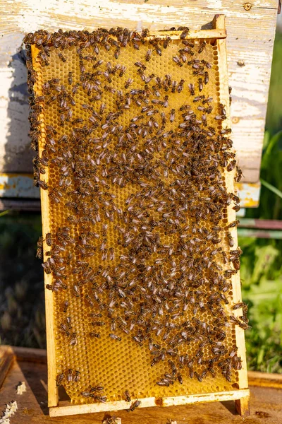 Châssis Bois Miel Avec Insectes Peignes Miel Bio Cire Abeille — Photo