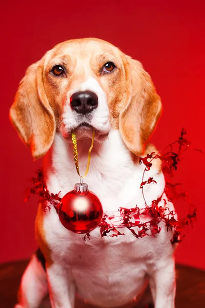 Мила смішна різдвяна собака . — стокове фото