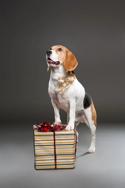 Niedlicher Weihnachtshund. — Stockfoto