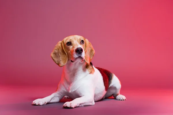 Nádherný beagle. — Stock fotografie