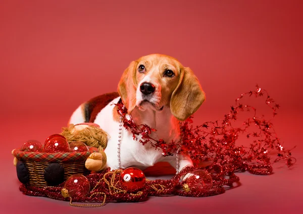 Cane di Natale carino . — Foto Stock