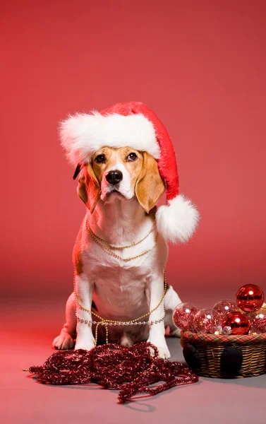 Cute christmas dog. — Stock Photo, Image
