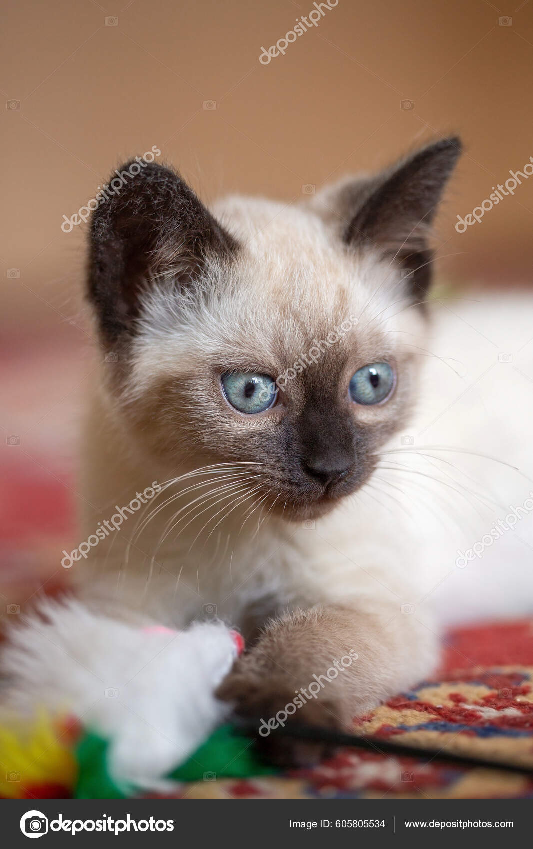 2 month sales old siamese kitten