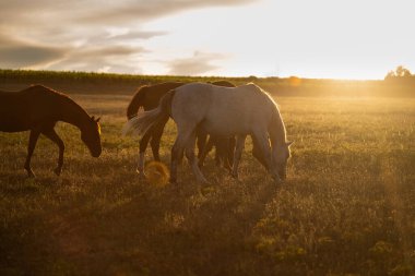 Horses outdoors, grazing in beautiful speaceful unset light. clipart