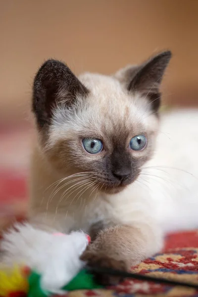 Photo Beautiful Cute Months Old Siamese Mix Kitten — Stockfoto