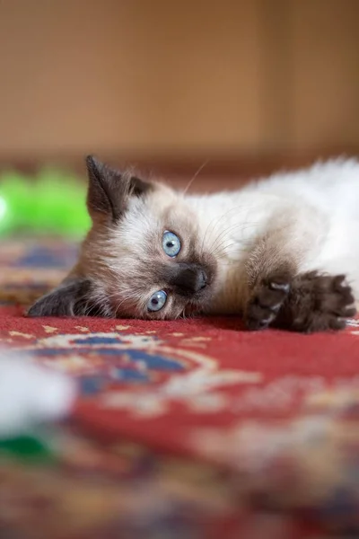 Photo Beautiful Cute Months Old Siamese Mix Kitten — Zdjęcie stockowe