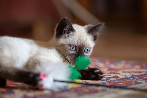 Photo Beautiful Cute Months Old Siamese Mix Kitten — Stockfoto