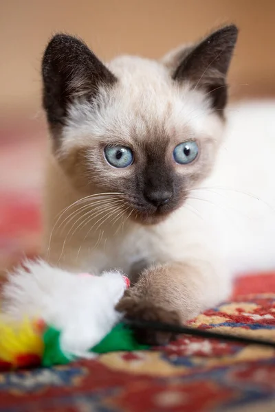 Photo Beautiful Cute Months Old Siamese Mix Kitten — Stock fotografie