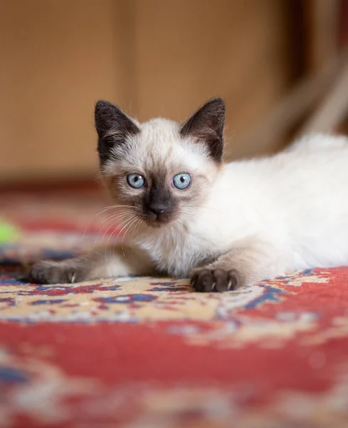 Photo Beautiful Cute Months Old Siamese Mix Kitten — 스톡 사진
