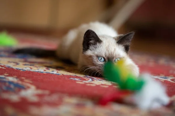 Photo Beautiful Cute Months Old Siamese Mix Kitten — Stock fotografie