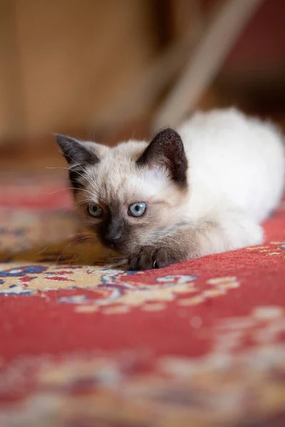 Photo Beautiful Cute Months Old Siamese Mix Kitten — Stockfoto