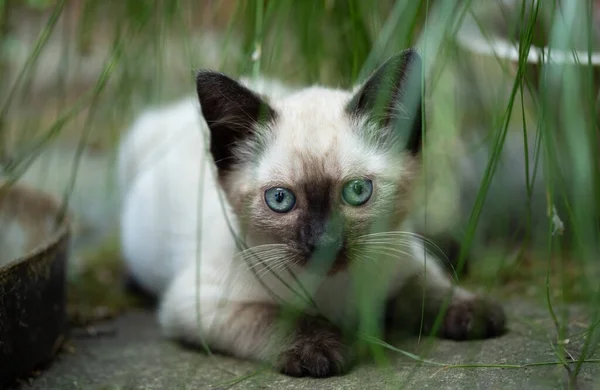 Photo Beautiful Cute Months Old Siamese Mix Kitten — Stock fotografie