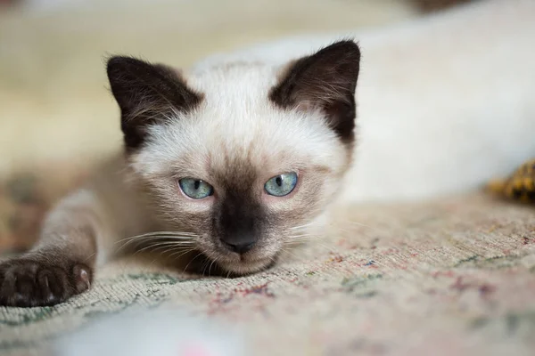 Gorgeous Months Old Siamese Mix Kitten Playing Indoors — Zdjęcie stockowe