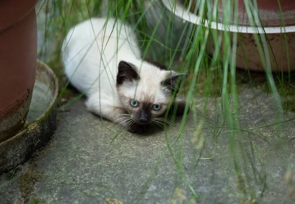 Photo Beautiful Cute Months Old Siamese Mix Kitten — Stock fotografie