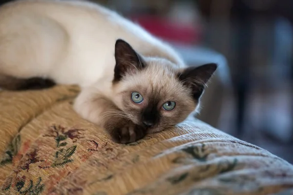 Gorgeous Months Old Siamese Mix Kitten Playing Indoors — Stockfoto