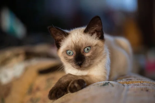 Gorgeous Months Old Siamese Mix Kitten Playing Indoors — Stock fotografie