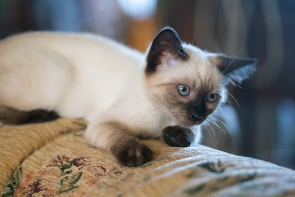 Gorgeous Months Old Siamese Mix Kitten Playing Indoors — Fotografia de Stock