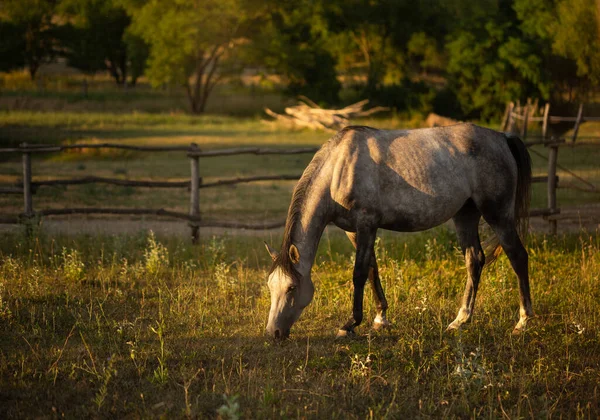 Horses Outdoors Grazing Beautiful Speaceful Unset Light — Stockfoto