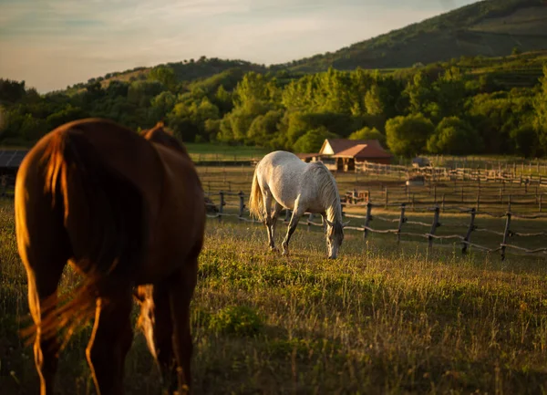 Horses Outdoors Grazing Beautiful Speaceful Unset Light — Photo