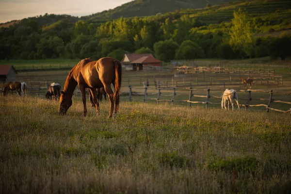 Horses Outdoors Grazing Beautiful Speaceful Unset Light — Photo