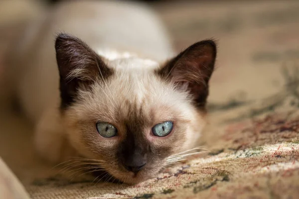 Beautiful Young Siamese Mix Kitten Being Palyful — Stock fotografie