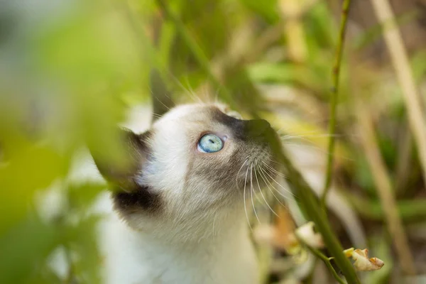 Beautiful Young Siamese Mix Kitten Being Palyful — Fotografia de Stock