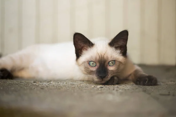 Beautiful Young Siamese Mix Kitten Being Palyful — Zdjęcie stockowe