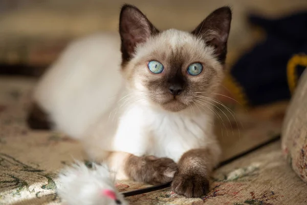 Beautiful Young Siamese Mix Kitten Being Palyful — Stock fotografie