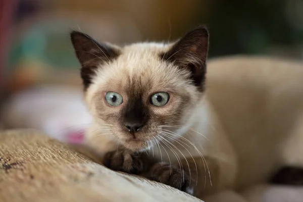 Beautiful Young Siamese Mix Kitten Being Palyful — Zdjęcie stockowe