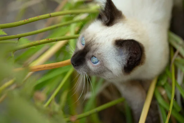 Beautiful Young Siamese Mix Kitten Being Palyful — Stock fotografie