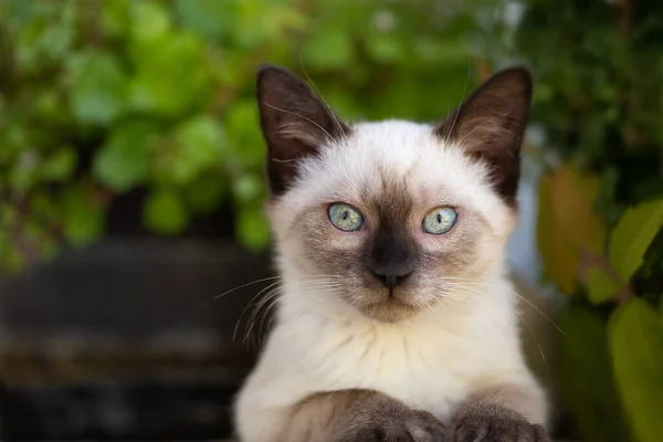 Beautiful Young Siamese Mix Kitten Being Palyful — Fotografia de Stock