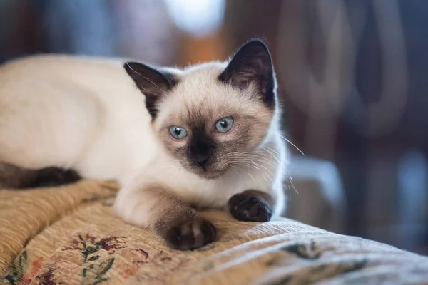 Gorgeous Months Old Siamese Mix Kitten Playing Indoors Stockfoto