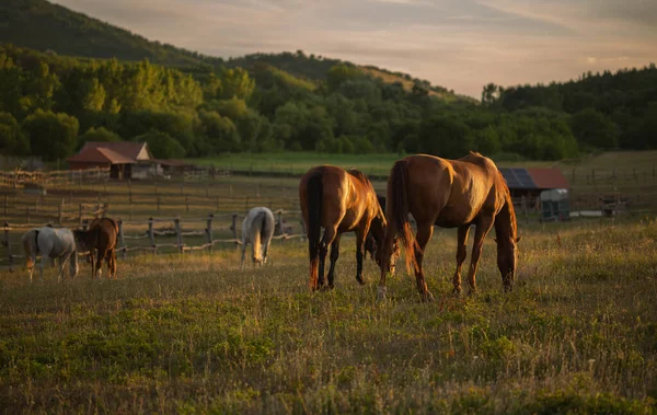 Horses Outdoors Grazing Beautiful Speaceful Unset Light Rechtenvrije Stockafbeeldingen