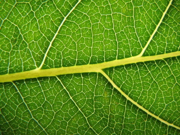 Makro leaft — Stock fotografie