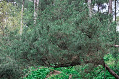 Çam ağaçlı orman. Yeşil manzara