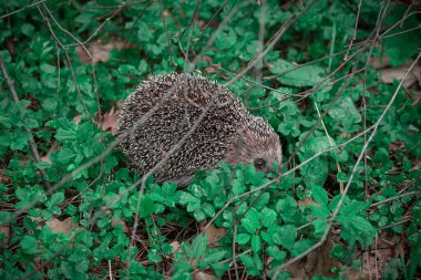 Parktaki ağaçların dallarının altındaki yeşil çimlerin üzerinde kirpi.