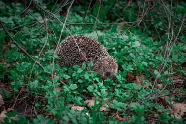 Parktaki ağaçların dallarının altındaki yeşil çimlerin üzerinde kirpi.