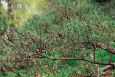 Çam ağaçlı orman. Yeşil manzara