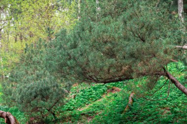 Çam ağaçlı orman. Yeşil manzara
